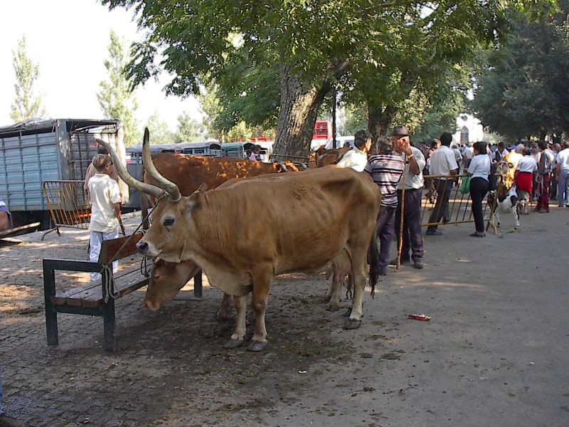 Feira de Ponte de Lima