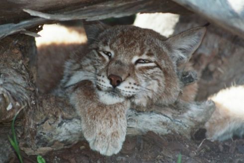 Os melhores sítios para ir com as crianças
